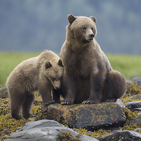 Two bears standing on a rock