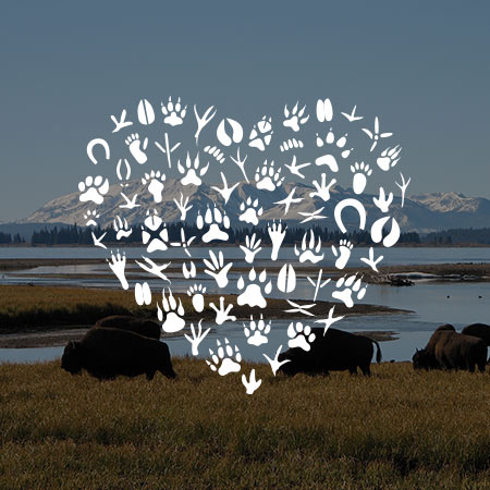 Heart symbol layered on a photograph of Bison on a plain