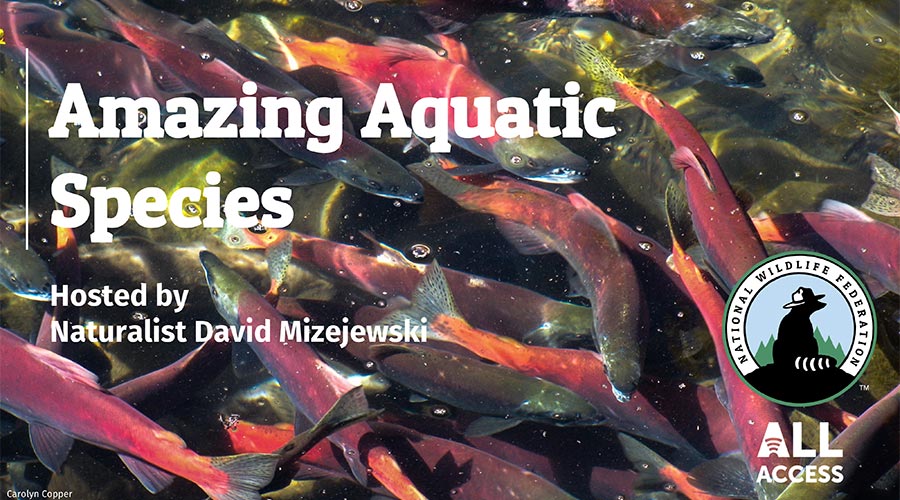 Amazing Aquatic Species - Hosted by Naturalist David Mizejewski