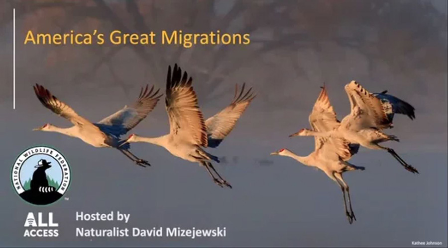 America's Great Migrations