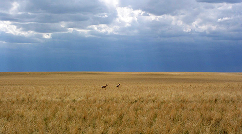 Photo of antelope grazing in a field, credit USDA NRCS
