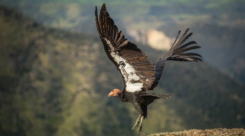 California Condor taking off