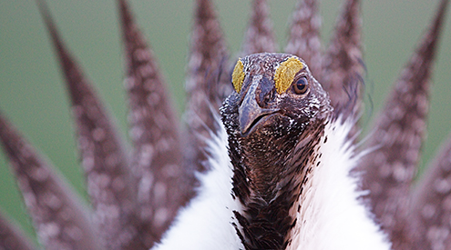 Sage grouse, Shutterstock