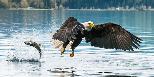 Bald Eagle Fishing in Canada by Larry Parish
