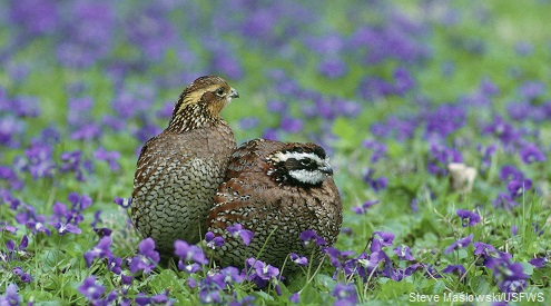 bobwhite quail pair, Steve Maslowski