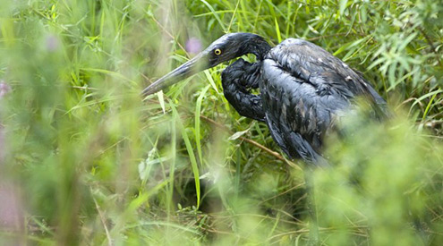 great blue heron covered in oil from the Enbridge oil spill in Kalamazoo, David Kenyon