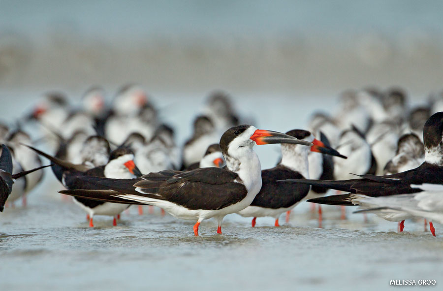 Black Skimmer Flock rests at the edge of the water