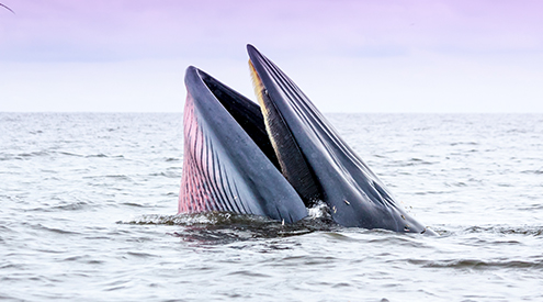Bryde's whale emerging from water