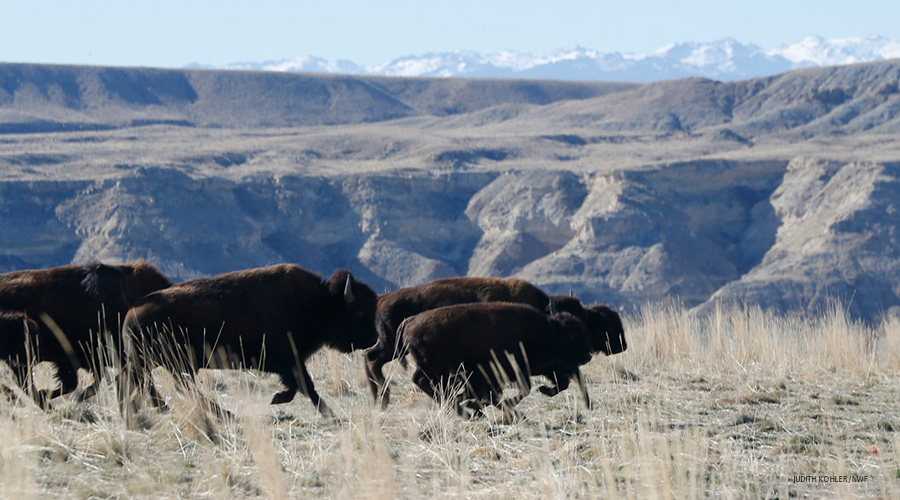 Eastern Shoshone Tribe’s bison herd on the Wind River Reservation
