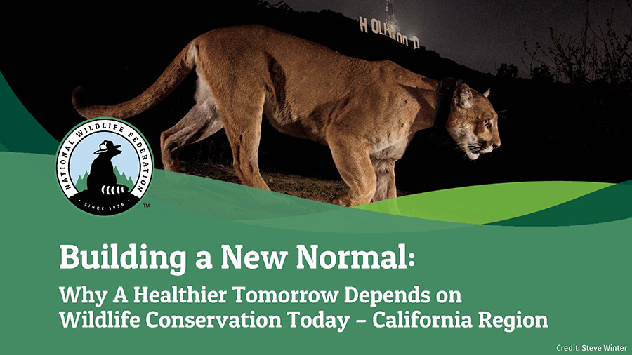 Building a New Normal: Why A Healthier Tomorrow Depends on Wildlife Conservation Today - California Region