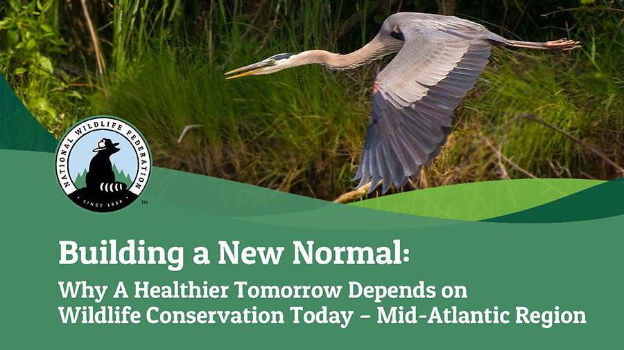 Building a New Normal: Why A Healthier Tomorrow Depends on Wildlife Conservation Today - Mid-Atlantic Region