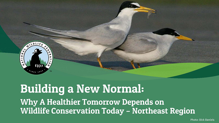 Building a New Normal: Why A Healthier Tomorrow Depends on Wildlife Conservation Today - Northeast Region