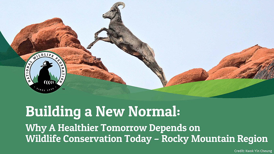 Building a New Normal: Why A Healthier Tomorrow Depends on Wildlife Conservation Today - Rocky Mountain Region