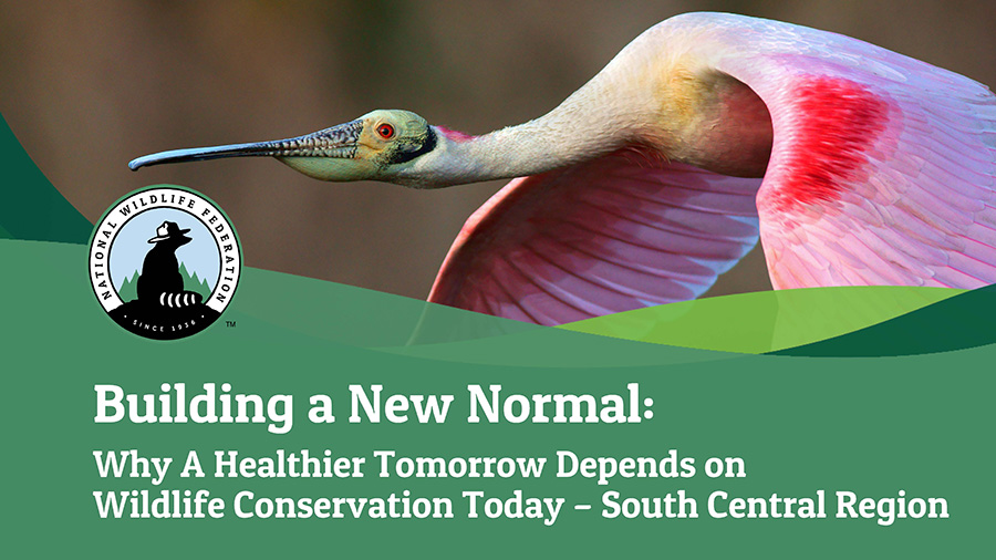 Building a New Normal: Why A Healthier Tomorrow Depends on Wildlife Conservation Today - South Central Region