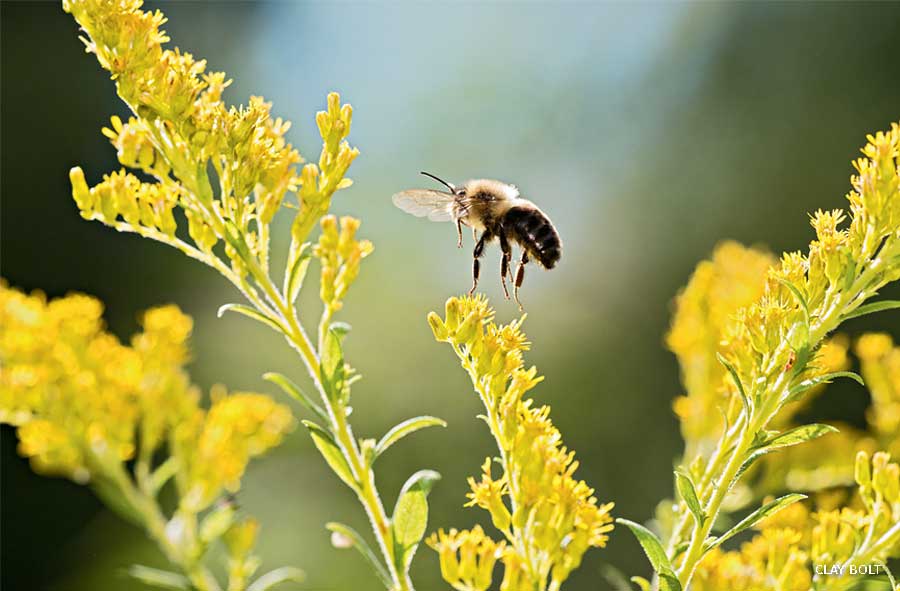 An image of a brown belted bumble bee on goldenrod.