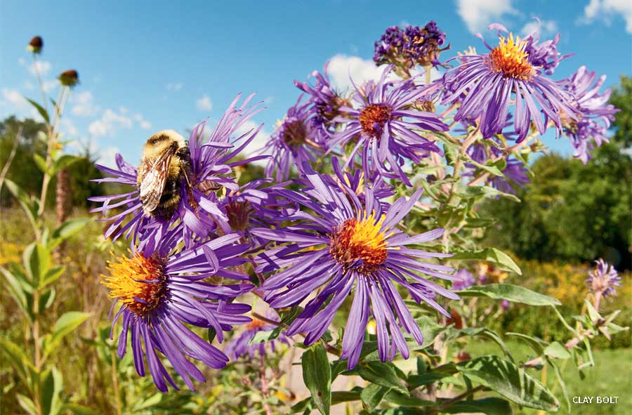 An image of a lemon cuckoo bumble bee (Bombus citrinus), on purple New England asters.