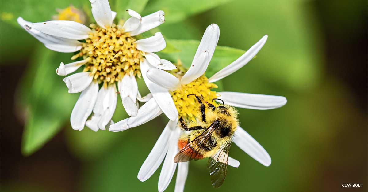 An image of a male Yellow head bumble bee (Bombus flavifrons), on white heath aster.