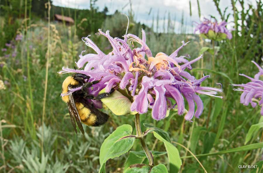 An image of a Nevada bumble bee (Bombus nevadensis) on Monarda.