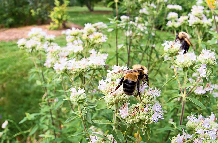 An image of a rusty patched bumble bee (Bombus affinis) on mountain mint.