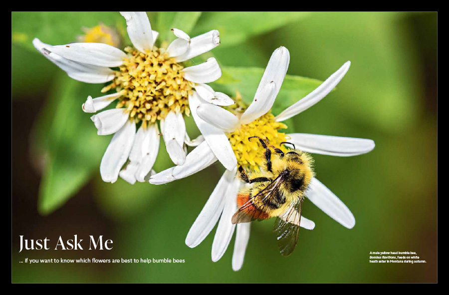 A magazine article spread containing text and a photo of a male Yellow head bumble bee (Bombus flavifrons) on white heath aster 