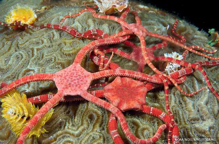 A cluster of male ruby brittle stars atop a brain coral