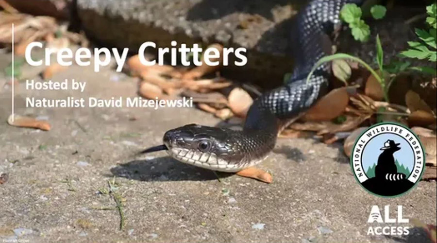Creepy Critters - Hosted by Naturalist David Mizejewski