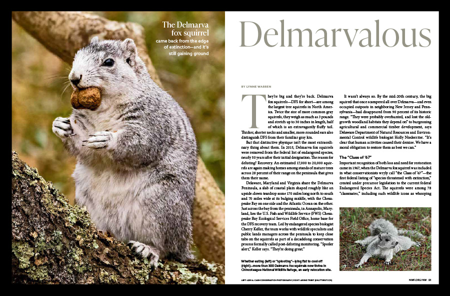 A magazine article spread containing text and a photo of a Delmarva fox squirrel with food in its mouth.