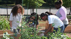 students working in a garden bed