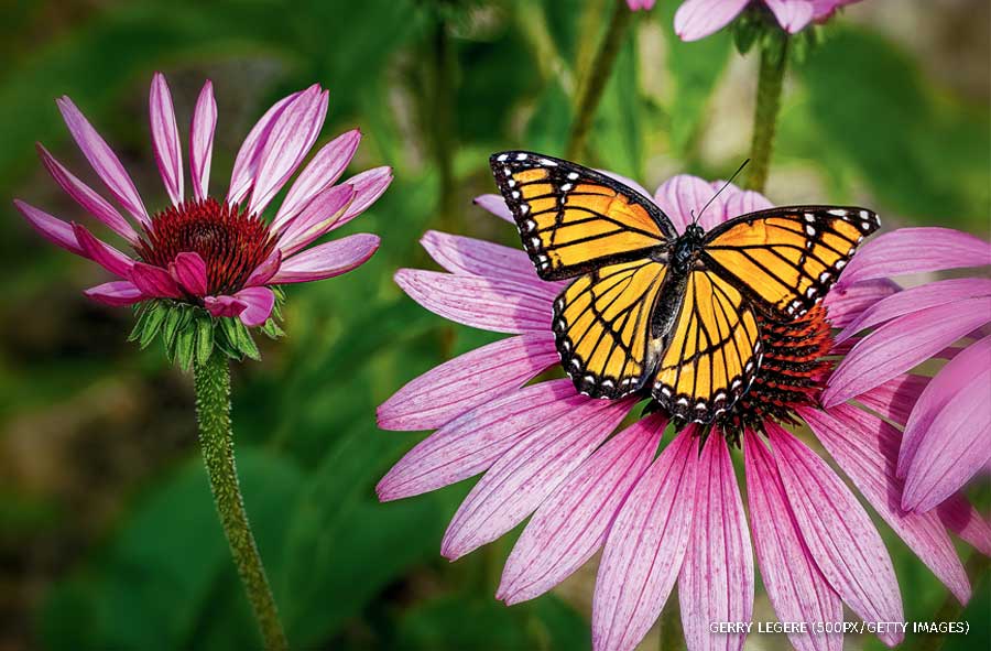 An image of a viceroy butterfly pollinating on a purple coneflower. 