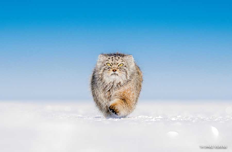 An image of the Pallas' cat walking in the snow.