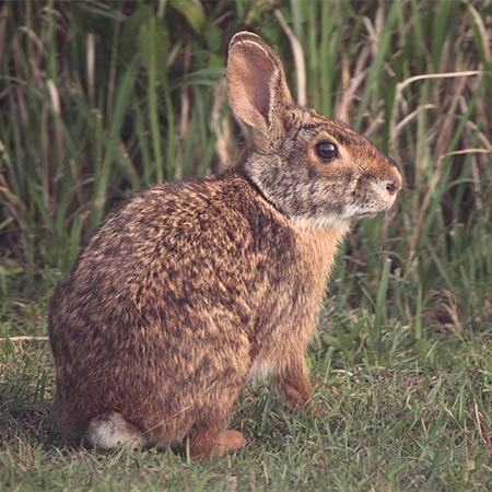 Rabbit sitting in grass