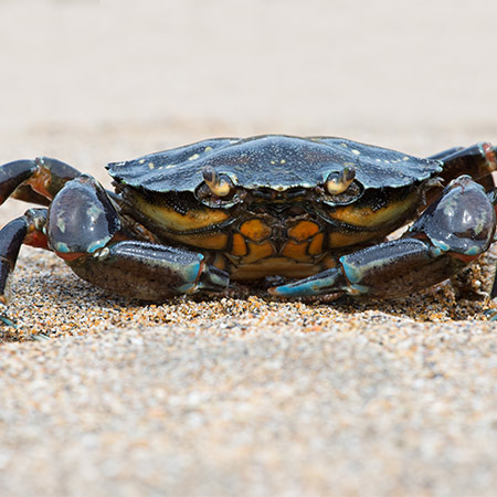 Blue Crab on sandy beach