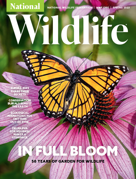 The front cover of National Wildlife's Spring issue containing text and an image of a viceroy butterfly pollinating on purple coneflower.