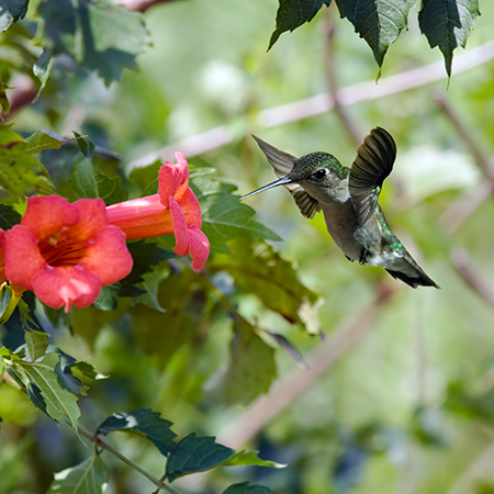 hummingbird hovering near a pink flower