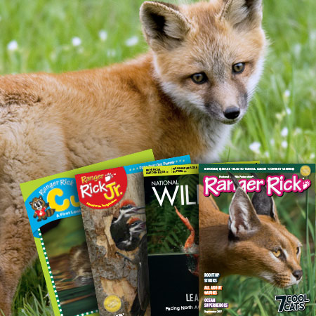 Fox in the grass behind Ranger Rick magazines
