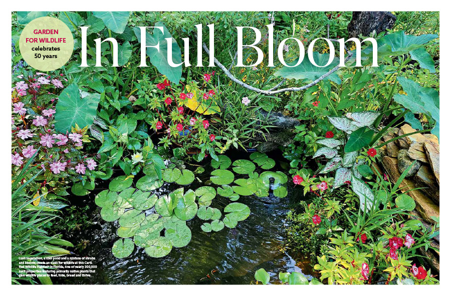 A magazine article spread with text and an image a pond surrounded by a mixture of shrubs and blooms in a Certified Wildlife Habitat in Florida.
