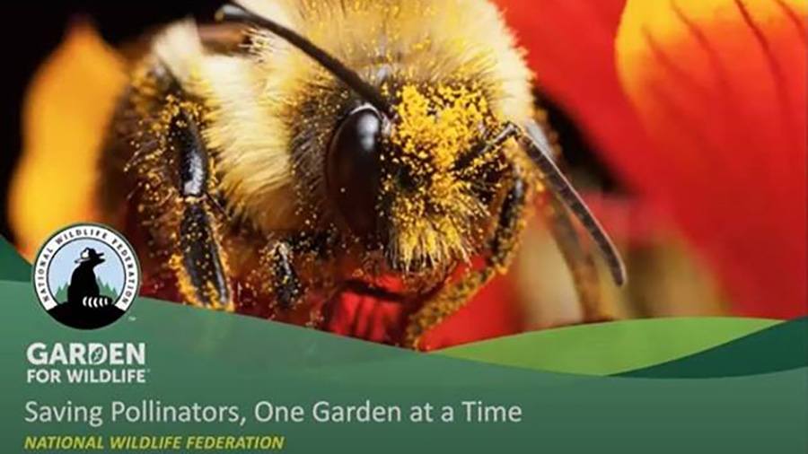 Saving Pollinators, One Garden at a Time