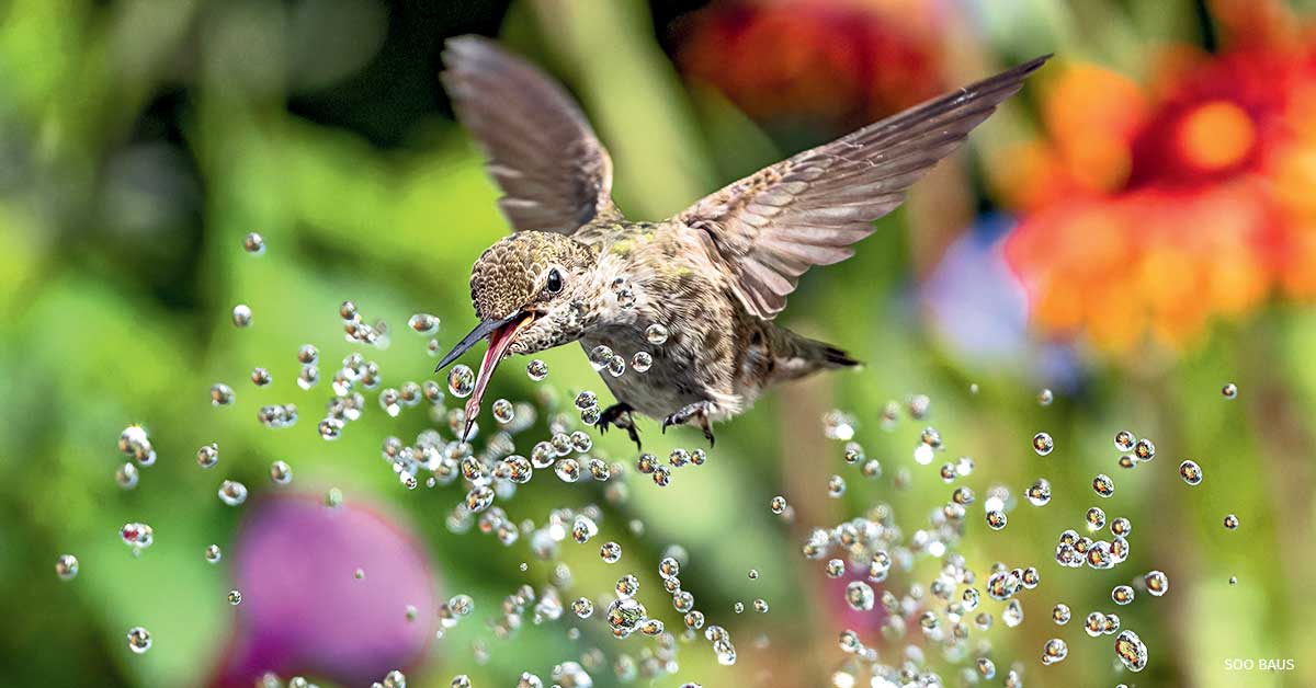 An image of Anna’s Hummingbird, the Grand prize winner of the fifth annual Garden for Wildlife Photo Contest.