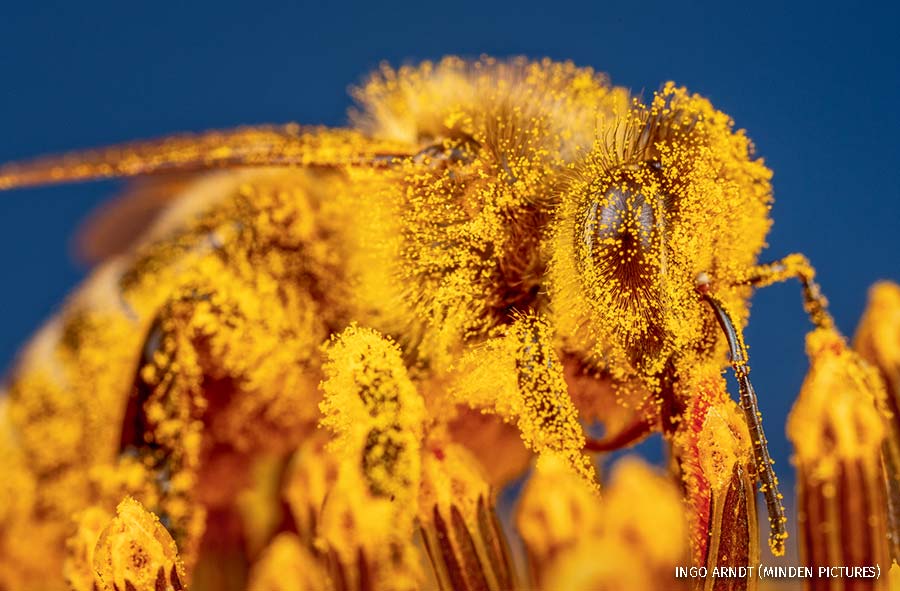Honey Bee (Apis mellifera) covered in pollen on sunflower, Germany.