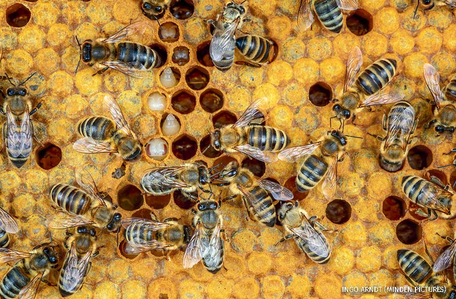 Honey Bee (Apis mellifera) workers on brood comb, Germany. 