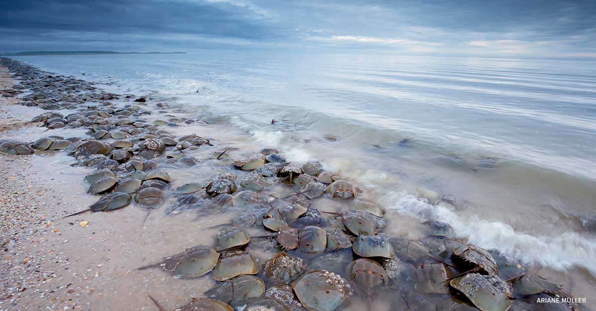 An image of horseshoe crabs on a beach.