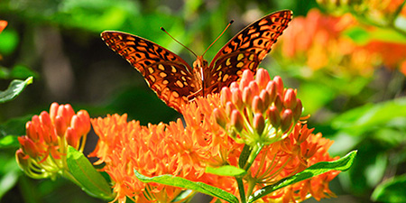 Photo of butterfly by Gregory Jaynes