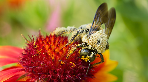 close-up of a carpenter bee on a flower