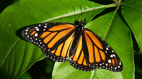 monarch butterfly, Shutterstock
