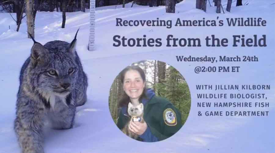 Recovering America's Wildlife: Stories from the Field - Jillian Kilborn