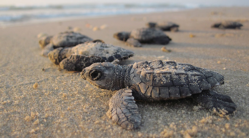 Kemp's ridley sea turtle hatchlings on beach, National Park Service