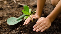 Closeup of child planting, Shutterstock