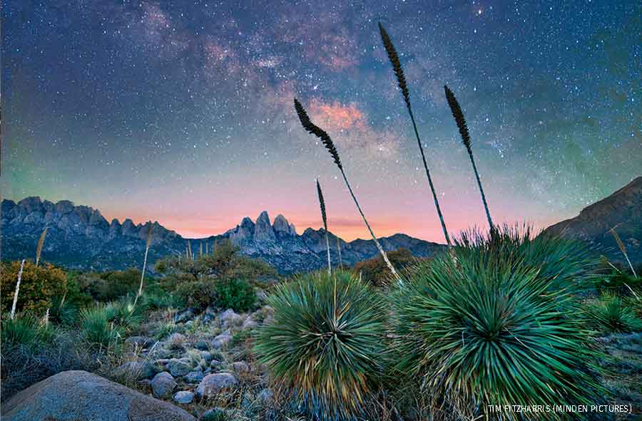 Agave group at night, Organ Mountains-Desert Peaks National Monument, New Mexico.