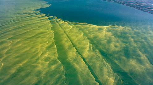 aerial photograph of harmful algal blooms over Lake Erie
