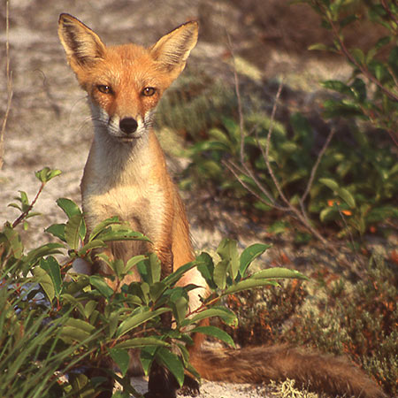 Fox sitting by shrub